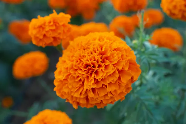 Orange cempasúchil flowers